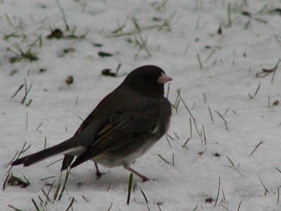 Dark-eyed Junco