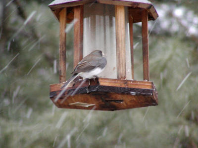 Junco_snow.jpg