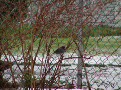 Junco on branch.jpg