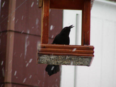 Grackle_snow