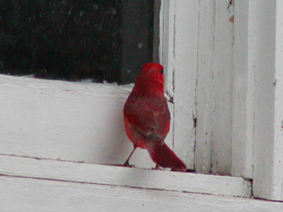 Northern Cardinal back