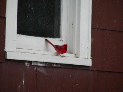 Cardinal_front_blurred.jpg