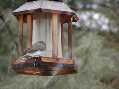 Junco_snow2.jpg