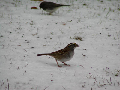 White-throated Sparrow