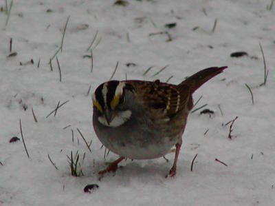 White-throated Sparrow_2