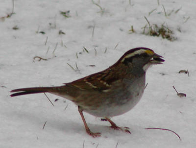 White-throated Sparrow_crop.jpg