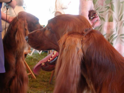 Irish Setters ready for the ring