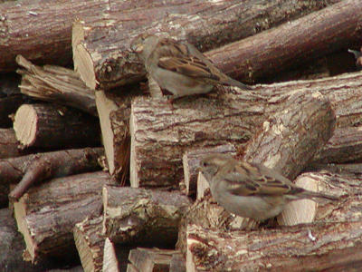 House Sparrows_web.jpg