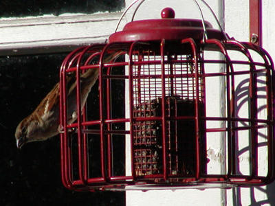 House Sparrow