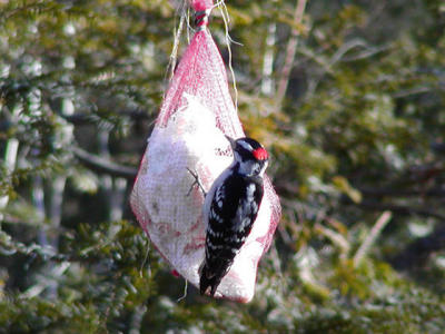 Downy Woodpecker