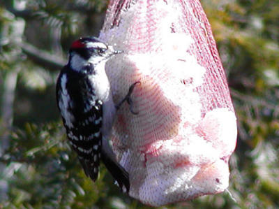 Downy Woodpecker 2.jpg