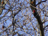 Red-bellied Woodpecker male