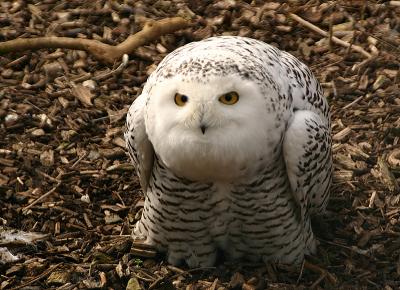 Snowy Owl (captive)