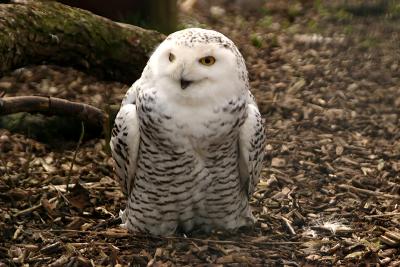 Snowy Owl (captive)