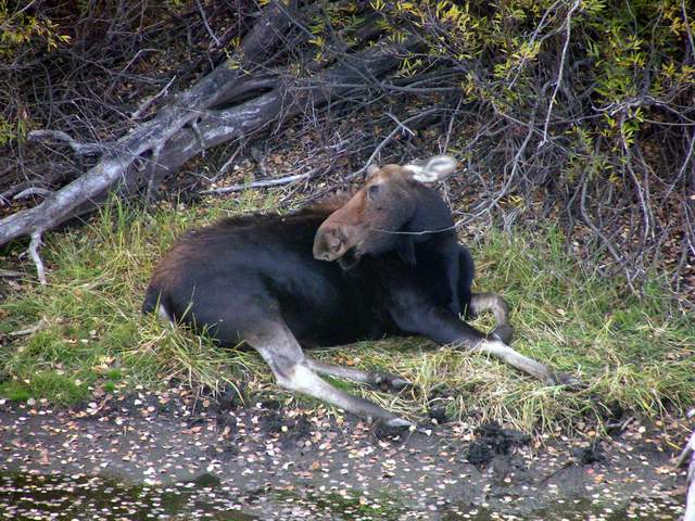 Moose mom