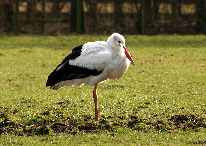 Stork