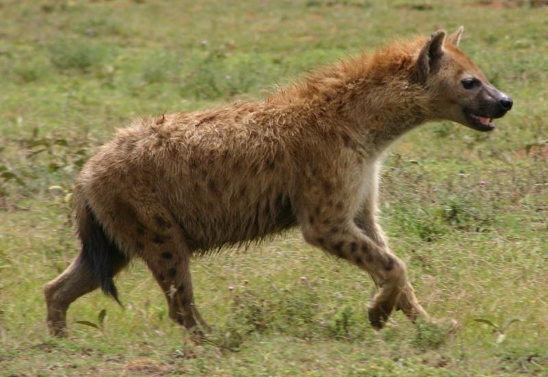 Hyena