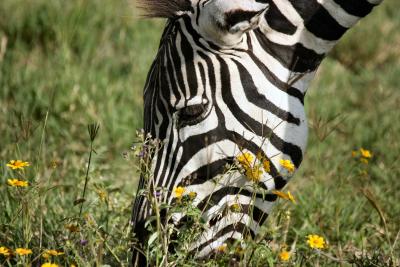 Zebra