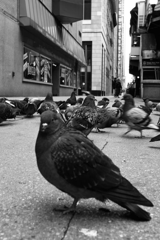 Pigeon Boss 2