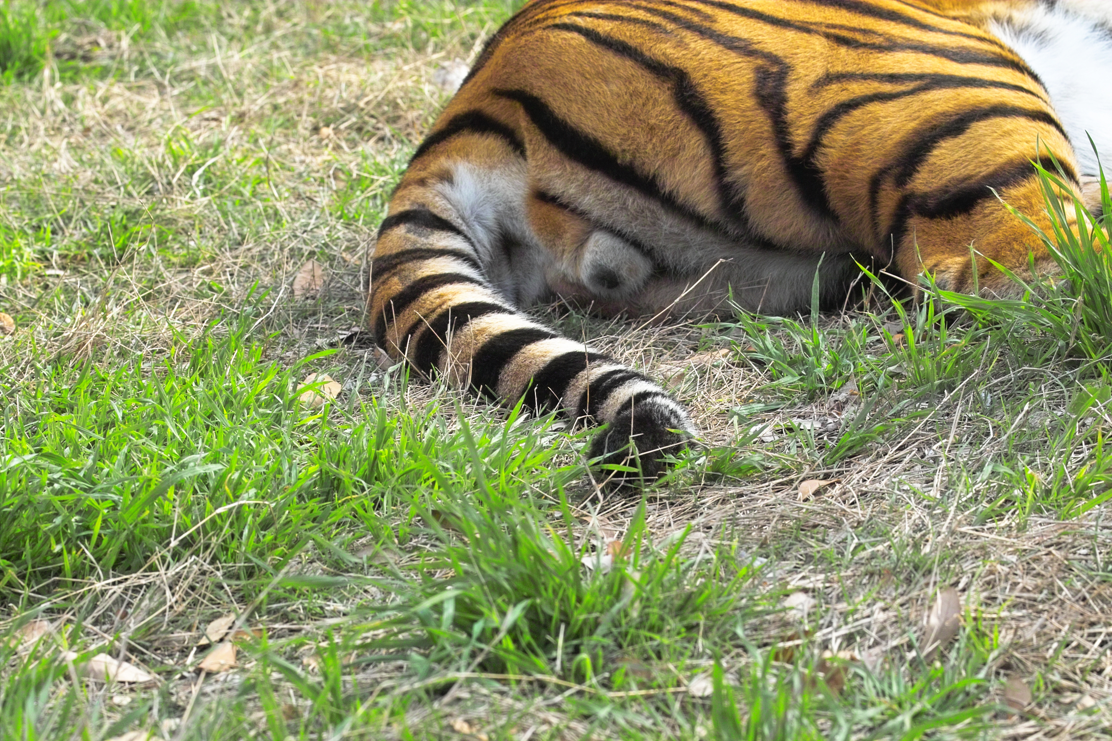 Eenie, Meenie, Mynie, Mo;  Catch a Tiger by the Tail...
