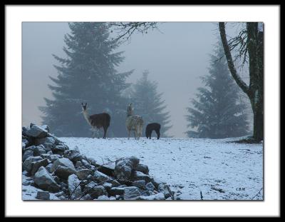 Llamas in the mist