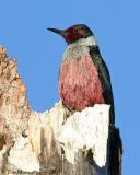 Lewiss Woodpecker