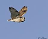 Short-eared Owl