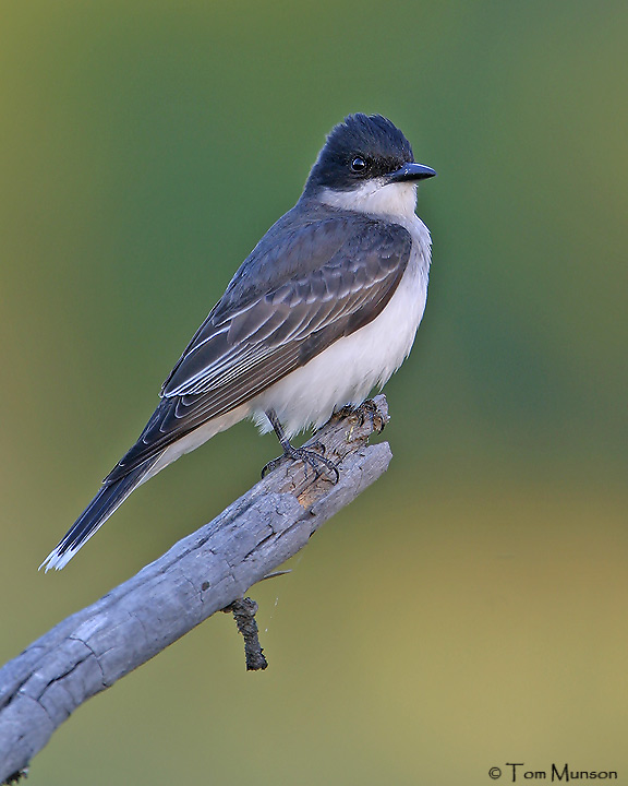 Eastern Kingbird