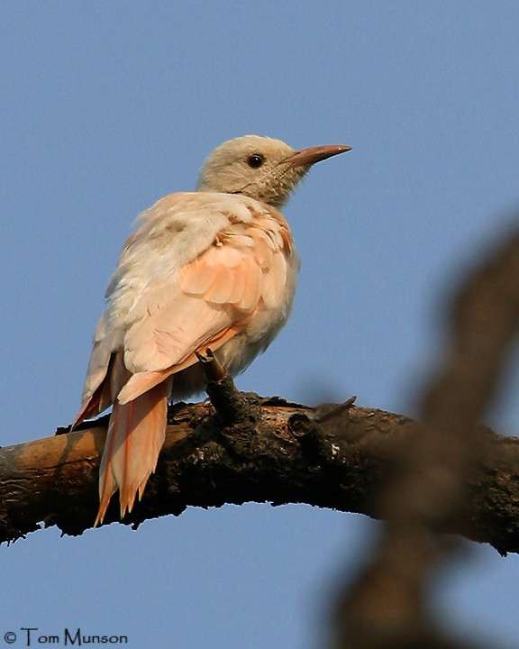 Red-shafted Flicker