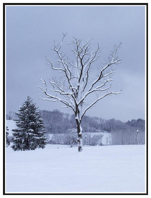 Hartwood Trees (snow, storm, tree, winter)