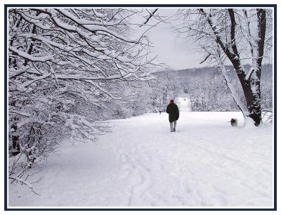 The long view (walk, snow, storm, tree, winter)