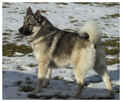 Classic Elkhound Stance
