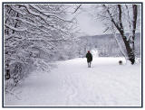 The long view (walk, snow, storm, tree, winter)