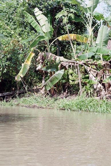 Banana plant