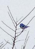 <font size=2>December 4, 2004<br>For the birds</font><br>Day 212