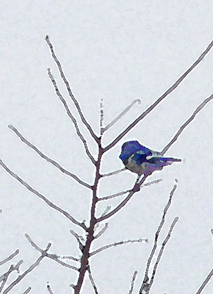 <font size=2>December 4, 2004<br>For the birds</font><br>Day 212