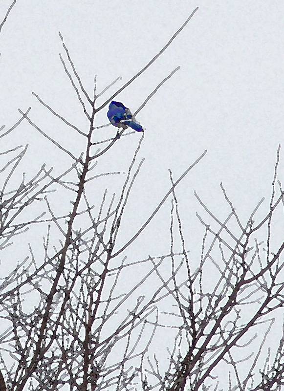 DSC08317_watercolor crop.jpg
