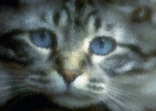 kitty