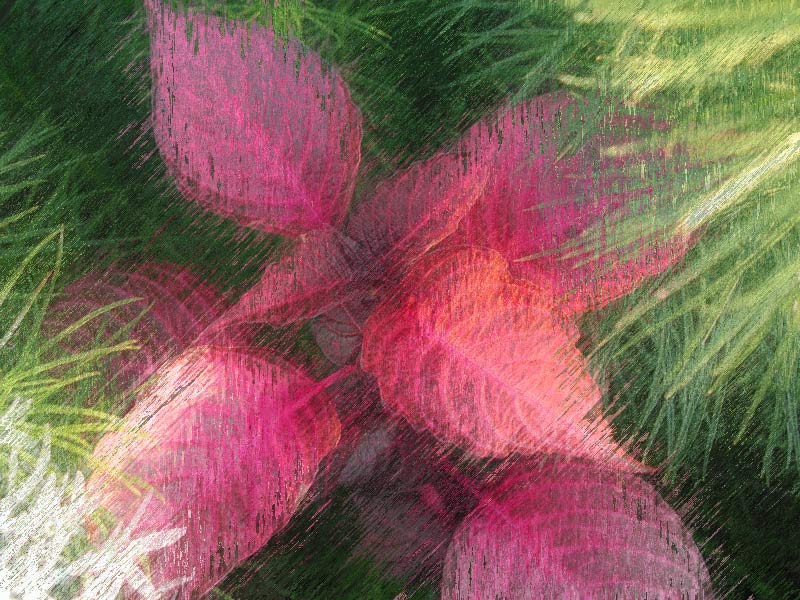 Summer Coleus