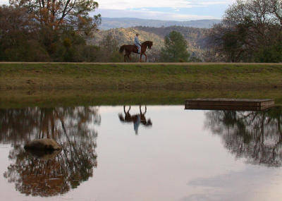 Equestrian Reflection