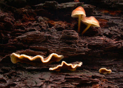 Mushrooms At The Ranch