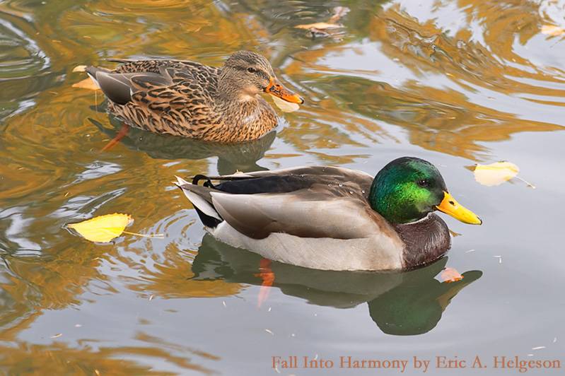 <b>Fall Into Harmony*</b><br>By Eric A. Helgeson