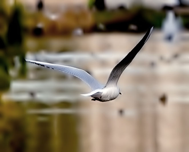 V iew of a bird