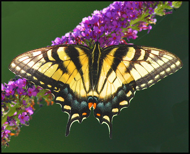 <b>W</> Wonderful Butterfly *
