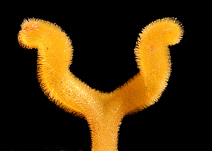 <b>2nd Place</b><br><i>Begonia Pistil <br>by Victor Engel</i>