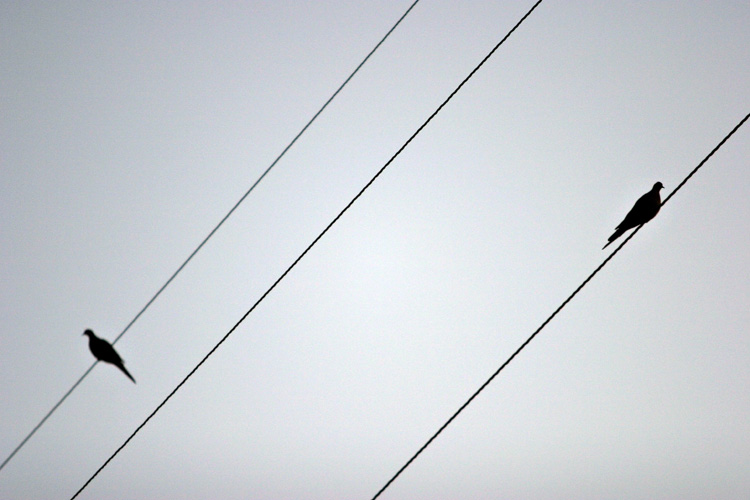 2birds