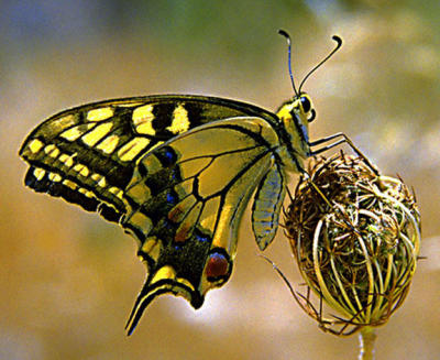 u5/davechilvers/medium/967512.butterfly.jpg