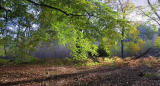 Autumn in the Forest