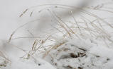 Grass With Snow