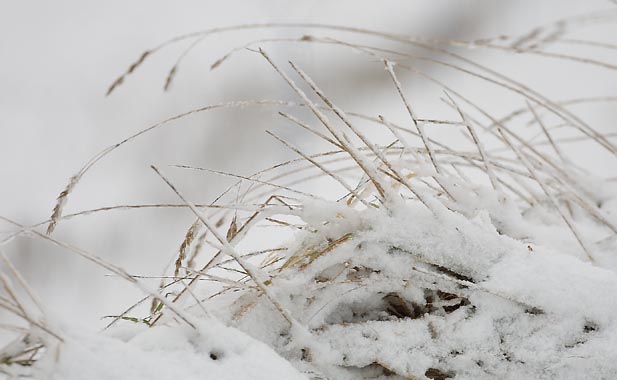 Grass With Snow